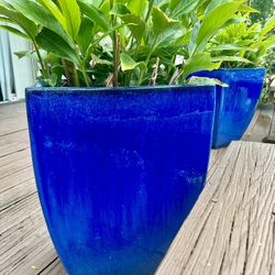 Vibrant, Blue Ceramic Pots  Extra Large 