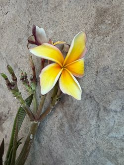 Cutting plumeria