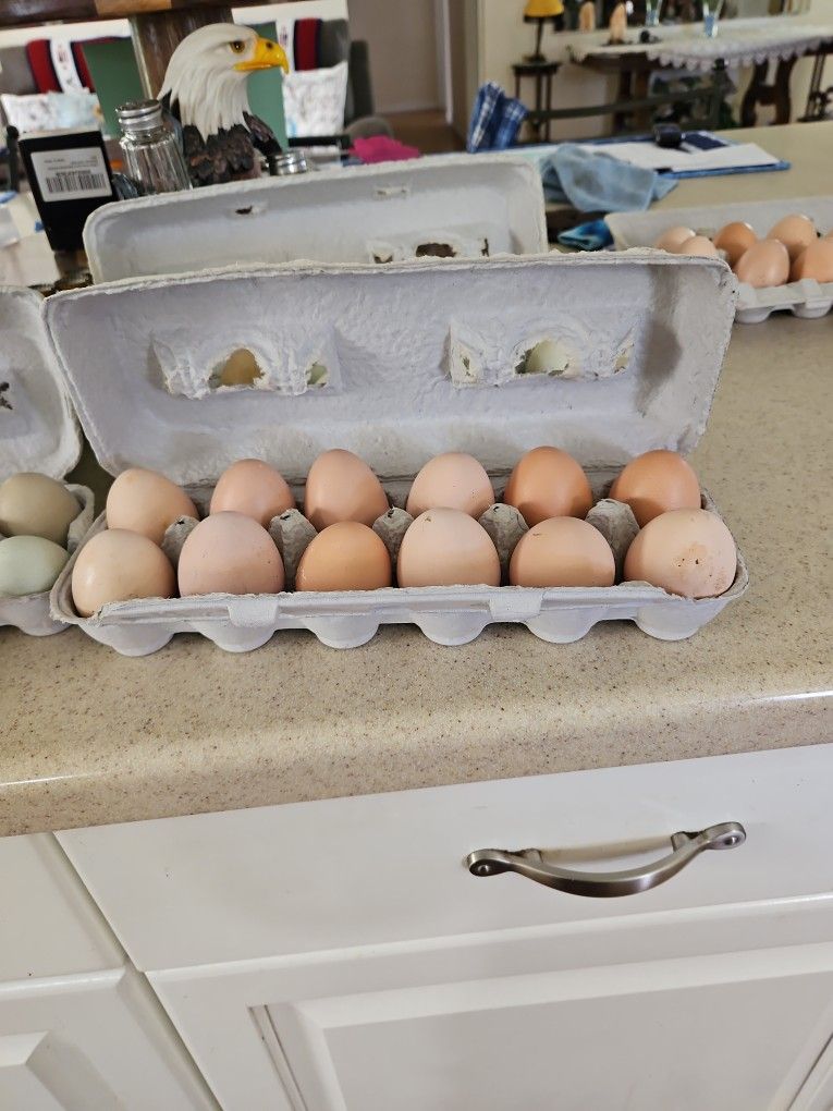 Farm fresh Eggs
