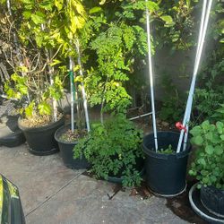 Moringa Tree