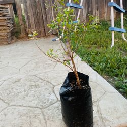 Pomegranate/ Granada