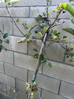 Grafted apple Fuji fruit tree