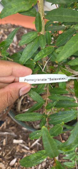 Salavatski Pomegranate tree