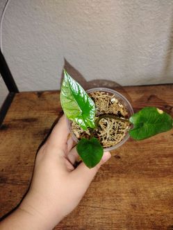 Alocasia scalprum (house plant)