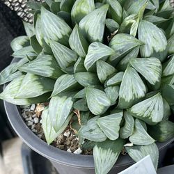 Haworthias Variegated Rare Hybrid 