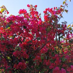 Gorgeous Bougainvillea Tree 25gl  $350🏡💖
