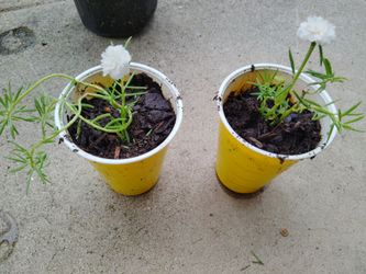 plantas$2 cada una
