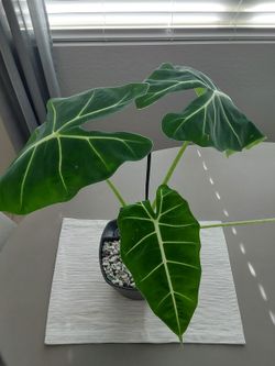 Alocasia Frydek