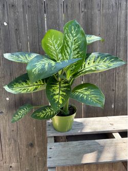 Dieffenbachia Tropic Snow