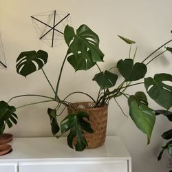 Monstera Plant