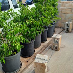 Mature Ficus Benjamin Plants In 5 Gallon Pots