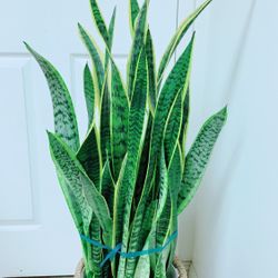Very Full And Healthy Sansevieria Laurentii Snake Plants Give Out The Fresh Air And Take Away The Bad One - 3’8” Tall - Ceramic Pot Not Including 