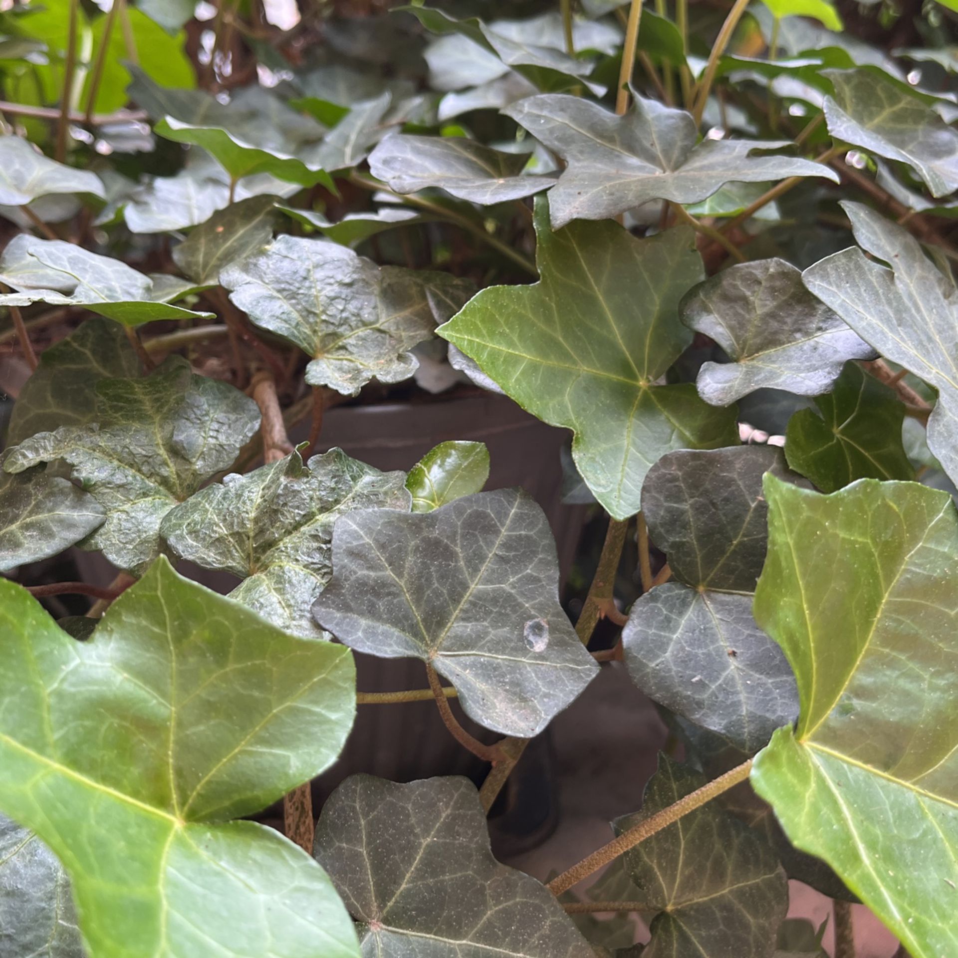 Ivy Plants In Pot Decorative Green Plant 