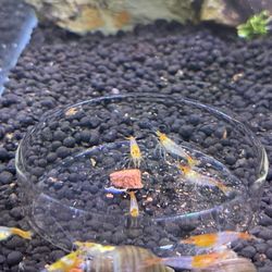 Feeding Dish For Shrimp