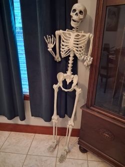 Sturdy Skeleton