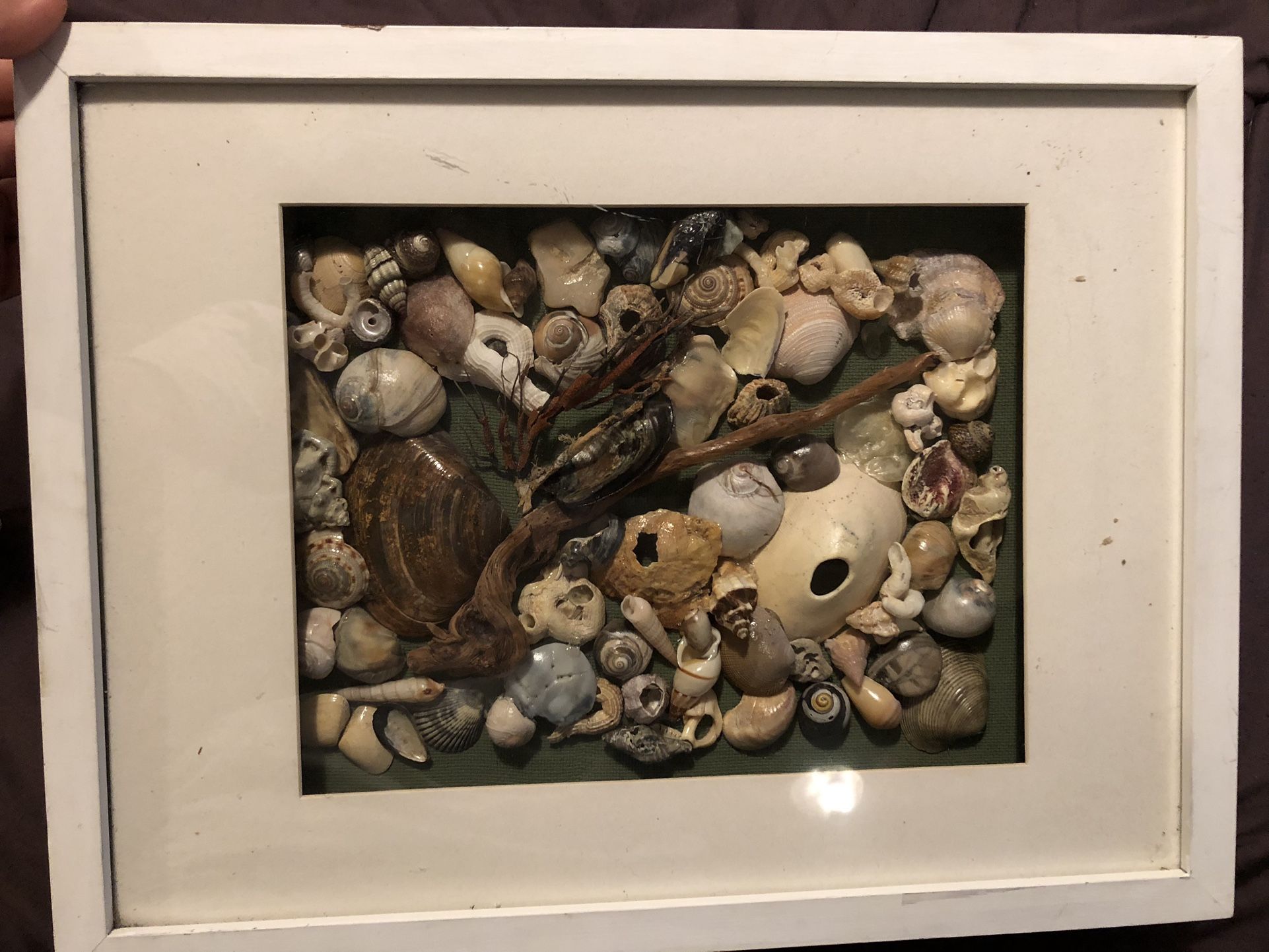 Seashell Mosaic