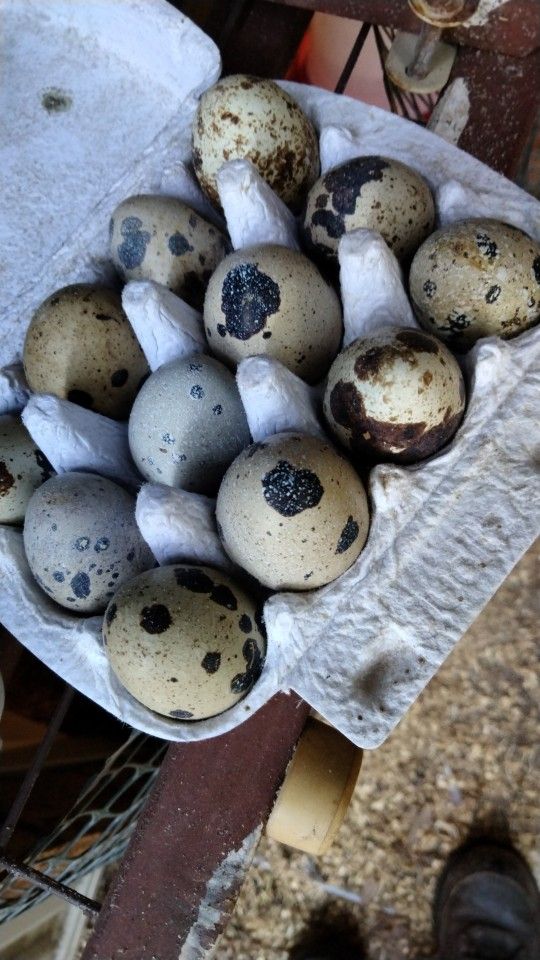 12 Quail Eggs-huevos de Codornices