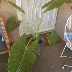 Plants Very Nice  Plantas Muy Linda 15  Y 20 