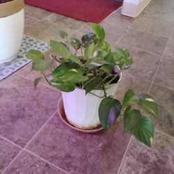 Plant 