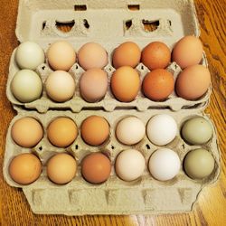 Chicken EGGS 