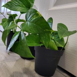 🌿Healthy Live Air Purifying Houseplant Pothos In Pot 4" ~ $5/Ea