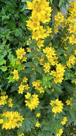 Yellow loosestrife
