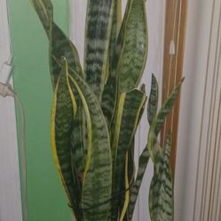 Sanseveria Laurenti Plant 