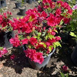 Azalea Bush