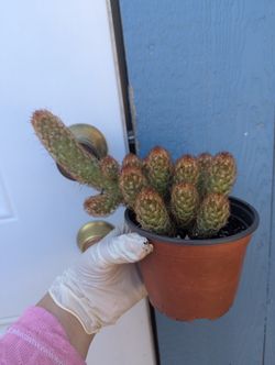 Mammillaria Elongata /Copper King Cactus