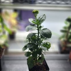 Plant - Kalanchoe
