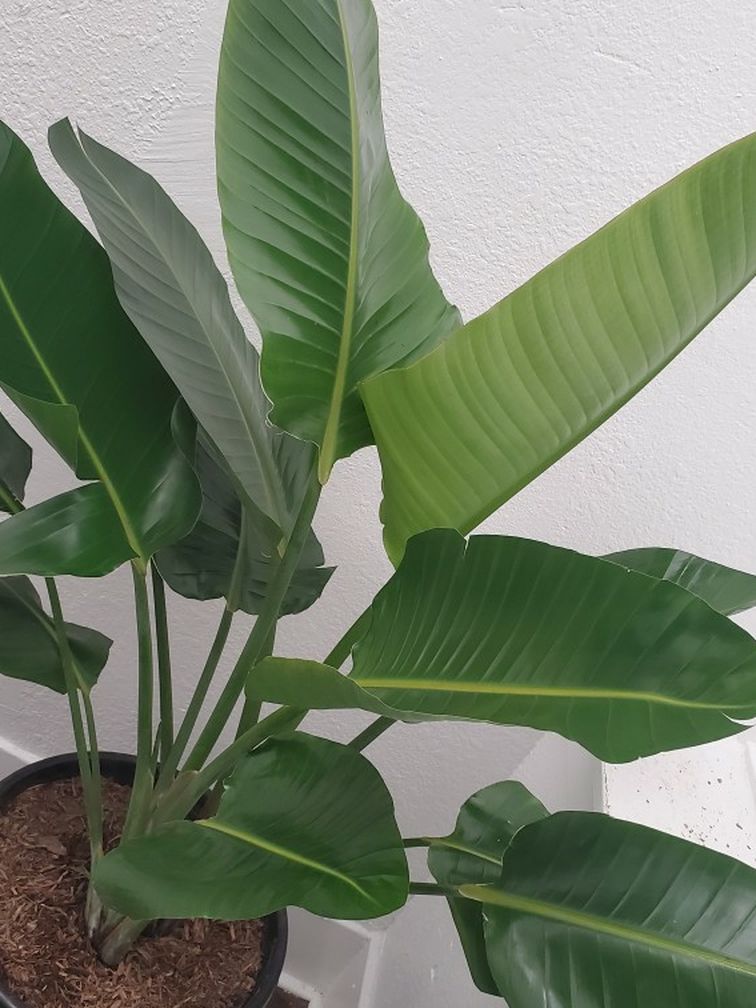 Gorgeous Bird Of Paradise Indoor Floor Plant 4.5 Feet Tall