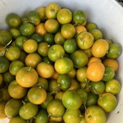 Calamansi For Sale 