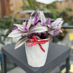 Indoor Or Out Door Plants For Christmas Gift 