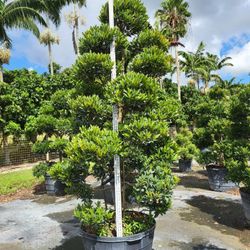 topiary come bald pompom spiral al available  small medium big buffer