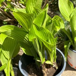 Hosta Plants