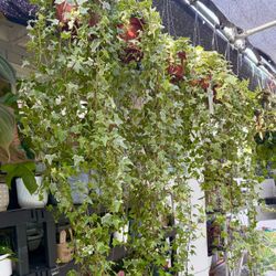 Plants (6”pot x 4-5ft long🌿English IVY $20 each)
