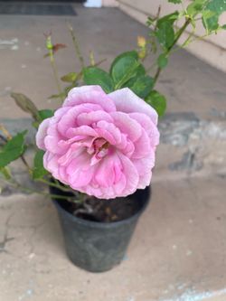 Purple Rose Plant
