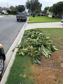 plumeria cuttings