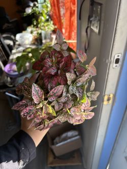 Tricolor Hypoestes