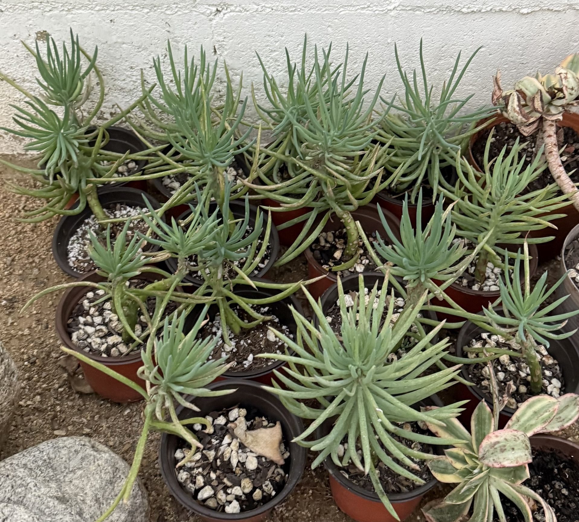 Rooted Green chalk Sticks 3” Pot. Succulents