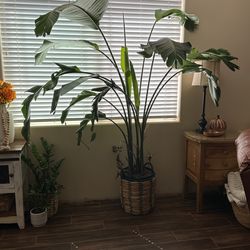 Real Plant