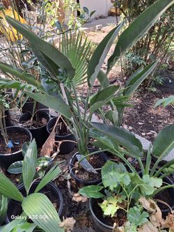 Decoration Plants and Shade Trees To A Very Low Price