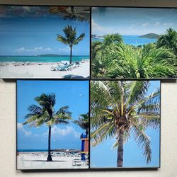 4 Framed Palm Tree Pictures