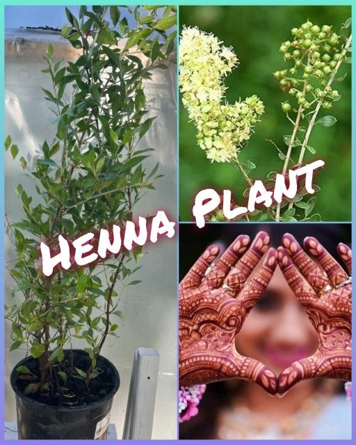 Henna Plant In 3 Gal