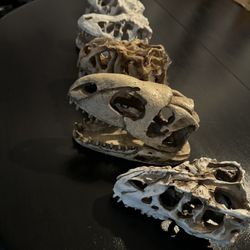 Dinosaur Skulls