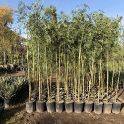 Shade Trees 7-8 Feet California Peppers 