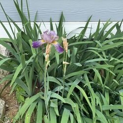 Purple Bearded Irises 