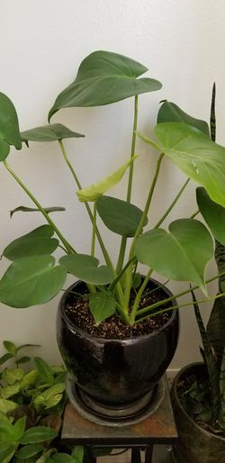 Split Leaf Philodendron
