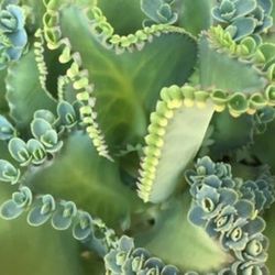 Mother Of Thousands Succulent Plant