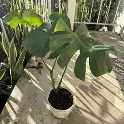 Monstera
